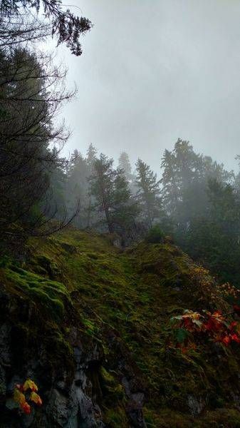 Misty Fall   Opal Creek Wilderness Photography Art | InYourBackyard