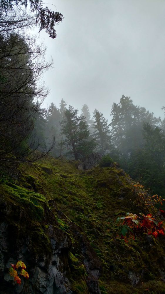 Misty Fall   Opal Creek Wilderness Photography Art | InYourBackyard