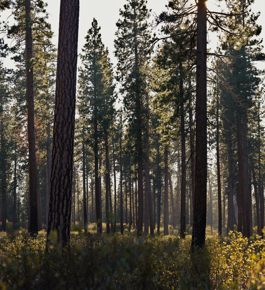 Middle Of Deschutes Forest At Sunset Photography Art | InYourBackyard