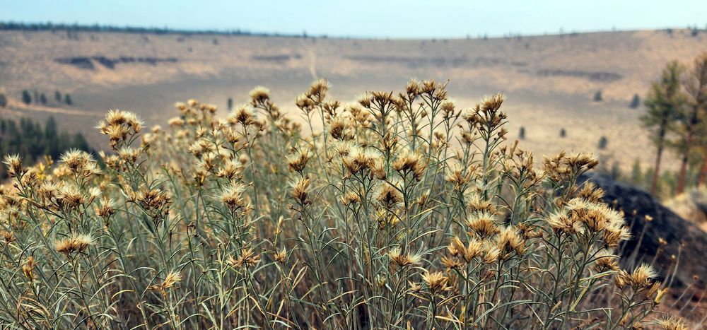 Rubber Rabbitbrush   Hole In The Ground   Central Oregon Photography Art | InYourBackyard