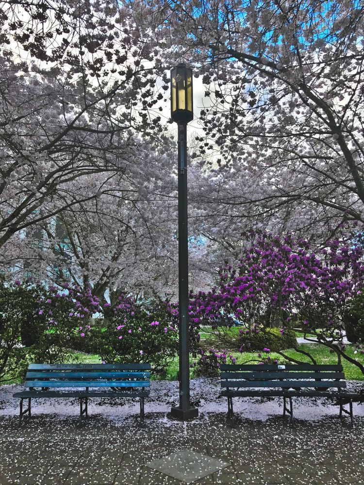 Resting Amongst The Blossoms Photography Art | InYourBackyard