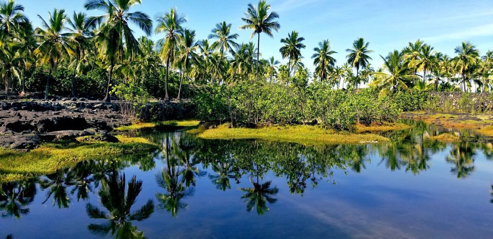 Reflections Of Palms Pu'uhonua O Honaunau National Historic Park Photography Art | InYourBackyard