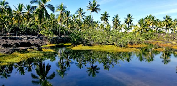 Reflections Of Palms Pu'uhonua O Honaunau National Historic Park Photography Art | InYourBackyard