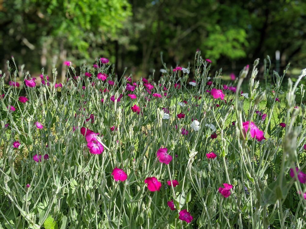 Rose Campion Photography Art | InYourBackyard