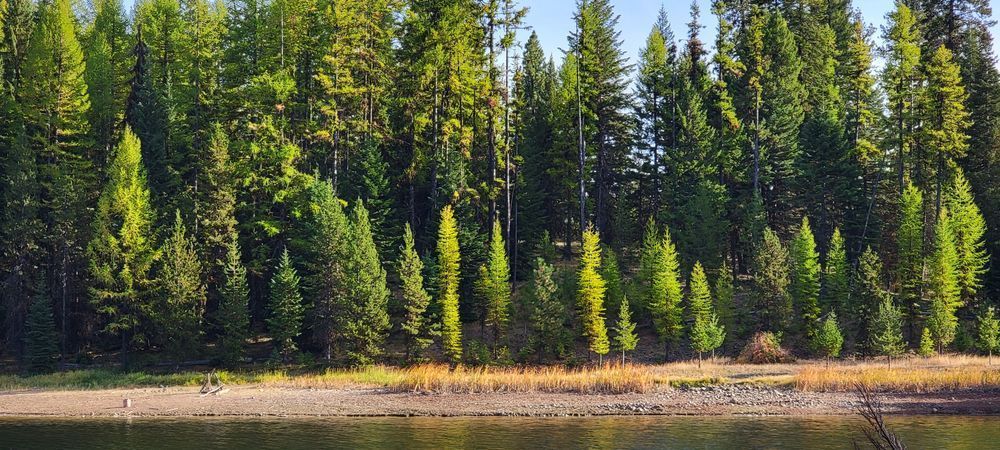 River Bank Of Trees Along Deschutes River Photography Art | InYourBackyard
