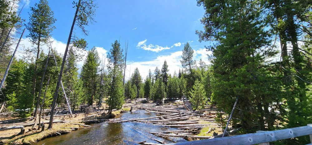 River Logs Deschutes River Photography Art | InYourBackyard