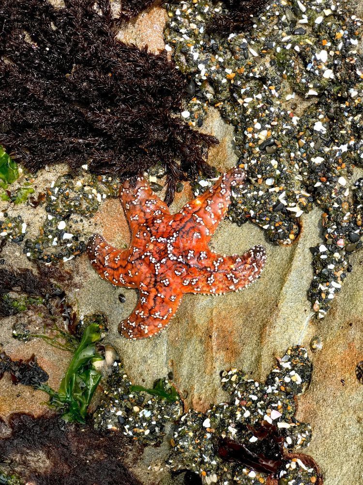 Star Fish Oceana Photography Art | InYourBackyard