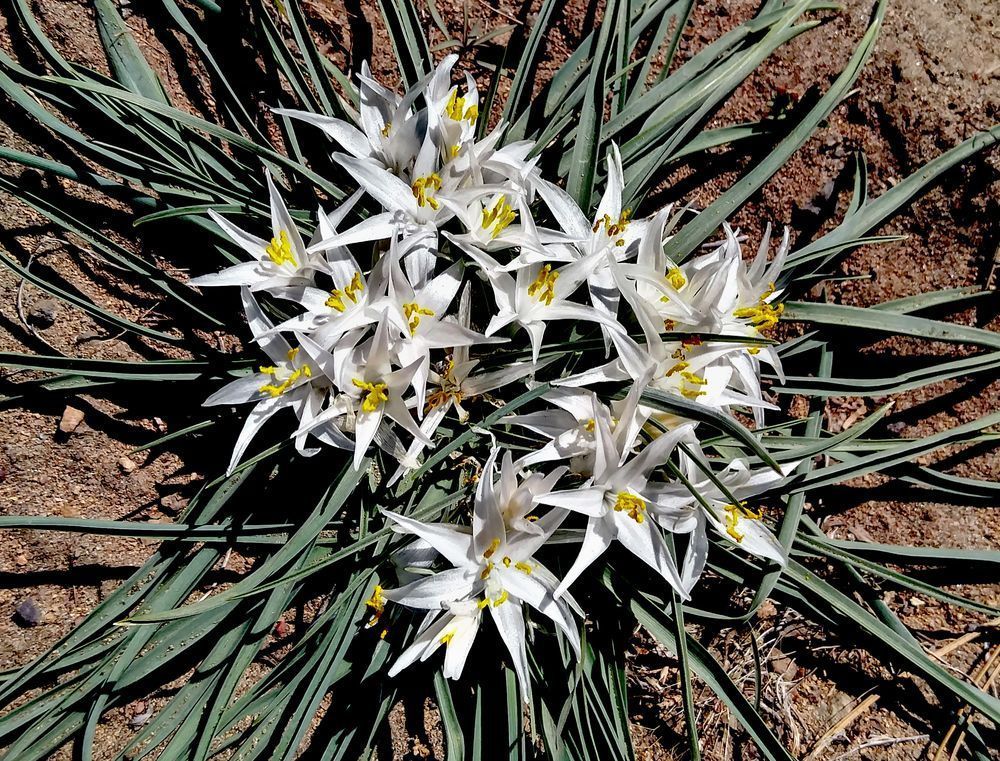 Star Lily Photography Art | InYourBackyard