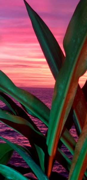 Sunset Bushel In Hawaii Photography Art | InYourBackyard