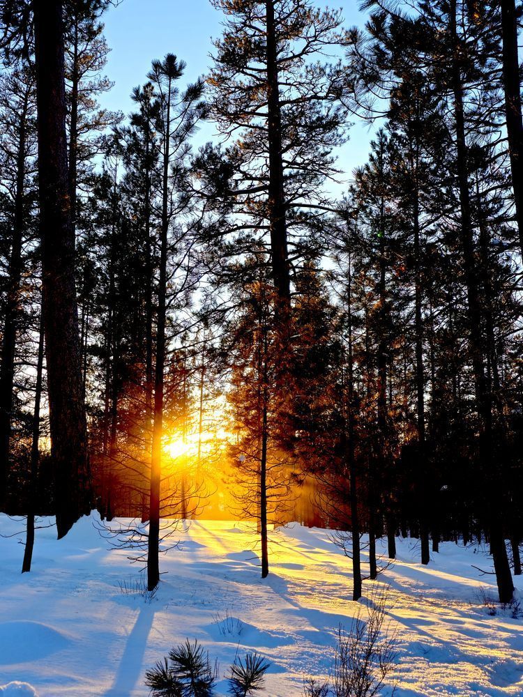 Sunset Through Trees In Deschutes National Forest Photography Art | InYourBackyard