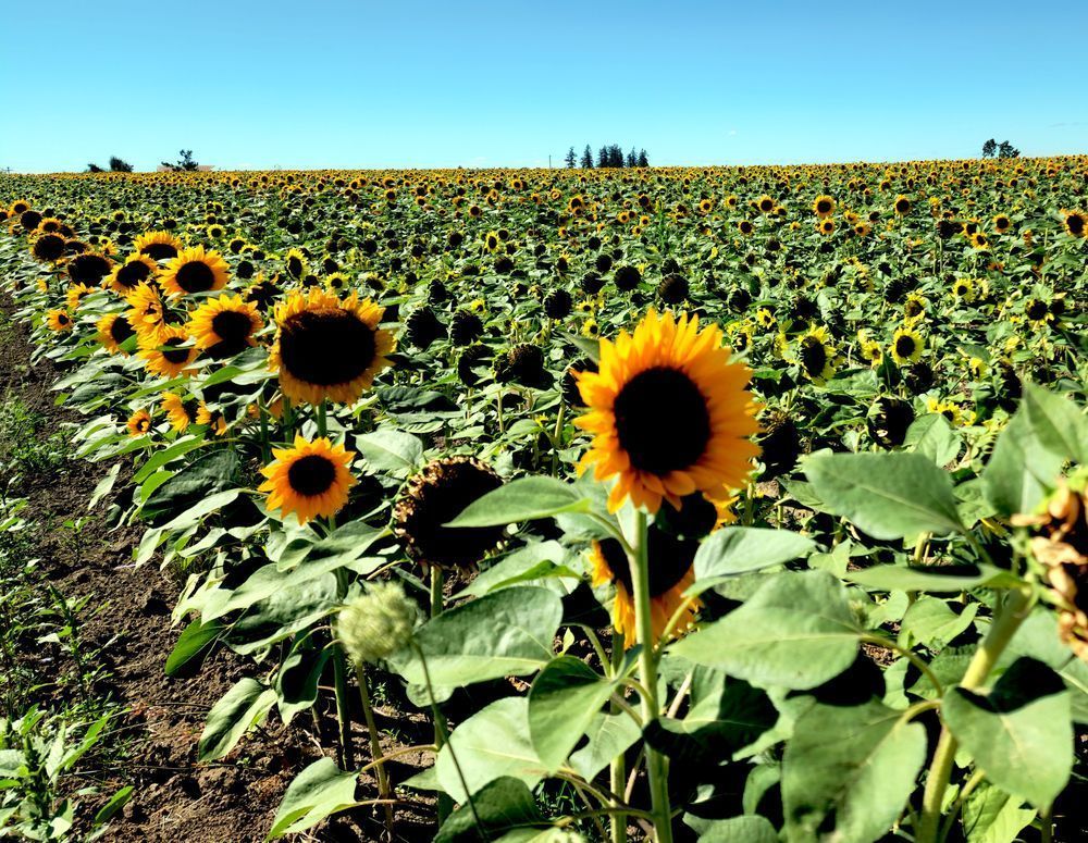 Sunflower Fields Of Silverton Photography Art | InYourBackyard