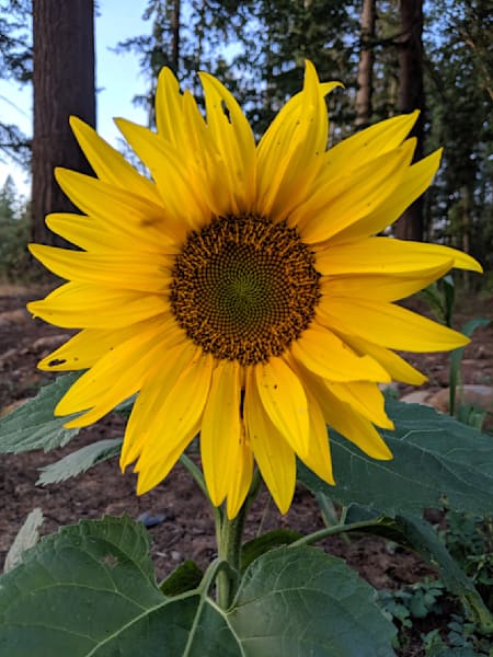 Sunflower Dreams Photography Art | InYourBackyard