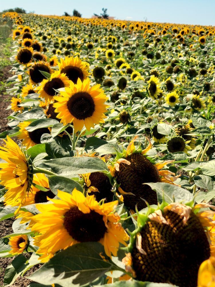 Sun Flower Farm   Silverton Or Photography Art | InYourBackyard