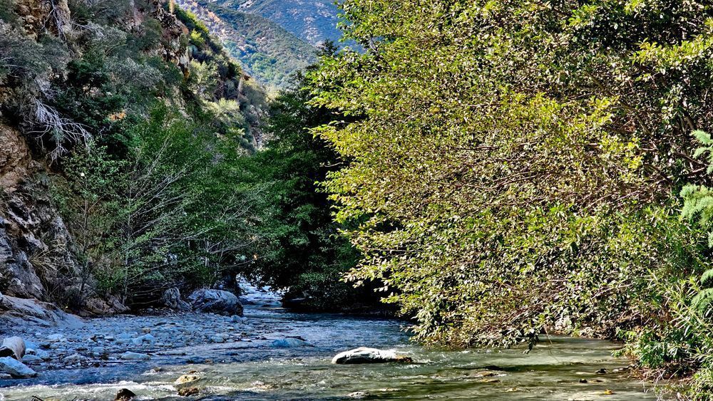 San Gabriel River Trees.Xcf Photography Art | InYourBackyard