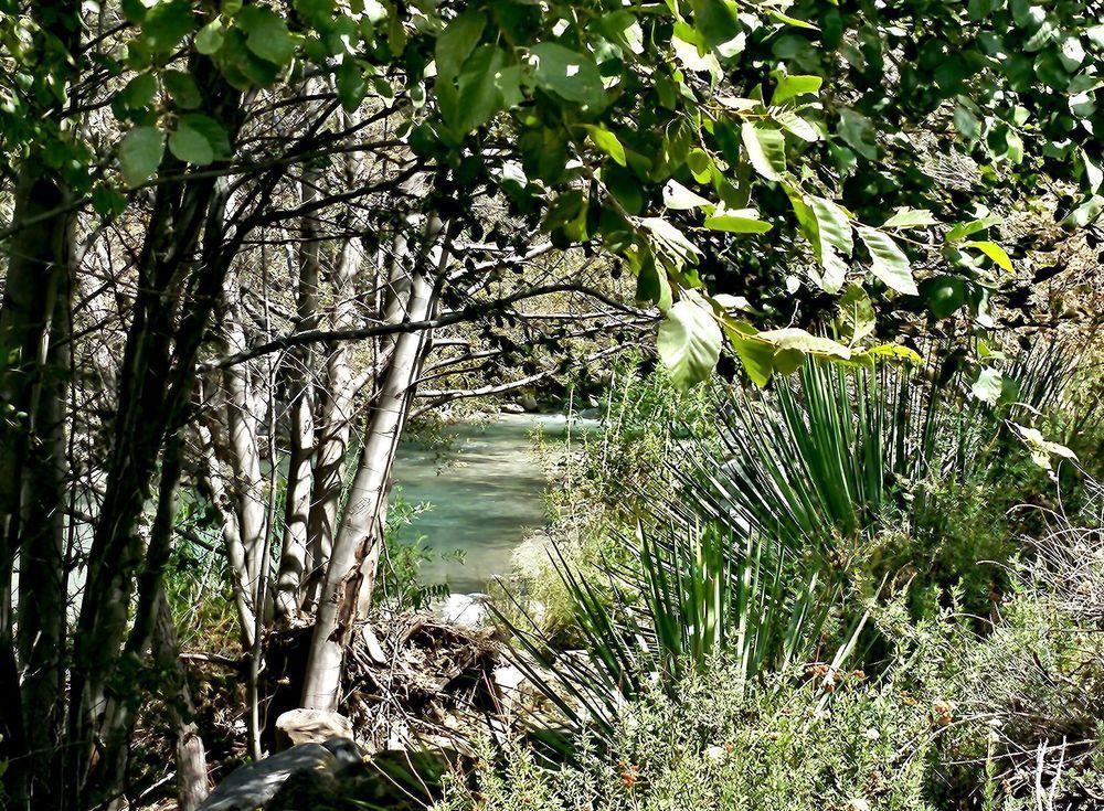 San Gabriel River Through The Trees Photography Art | InYourBackyard
