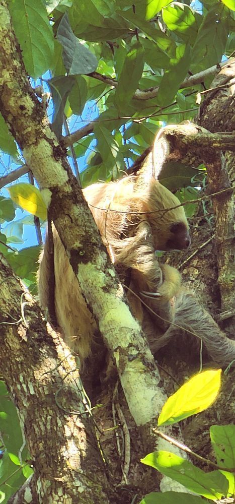 Sloth In Tree   Costa Rica Jungle Photography Art | InYourBackyard