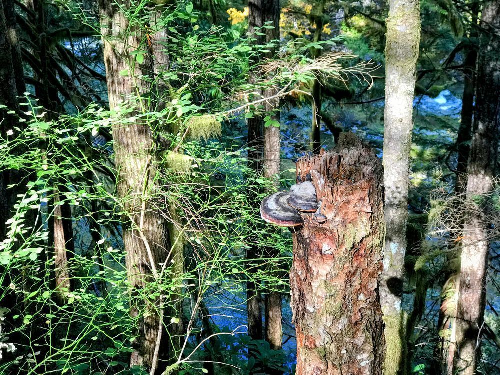 Shelf Fungus Photography Art | InYourBackyard