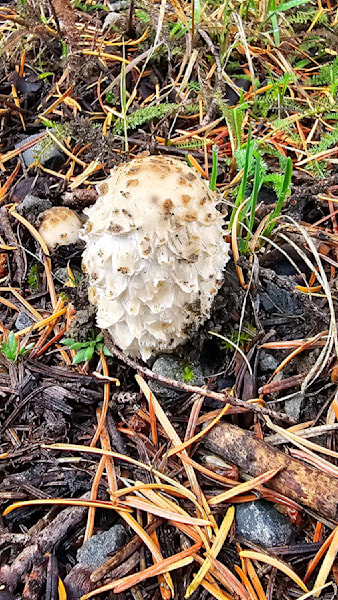 Shaggy Mane Fungi