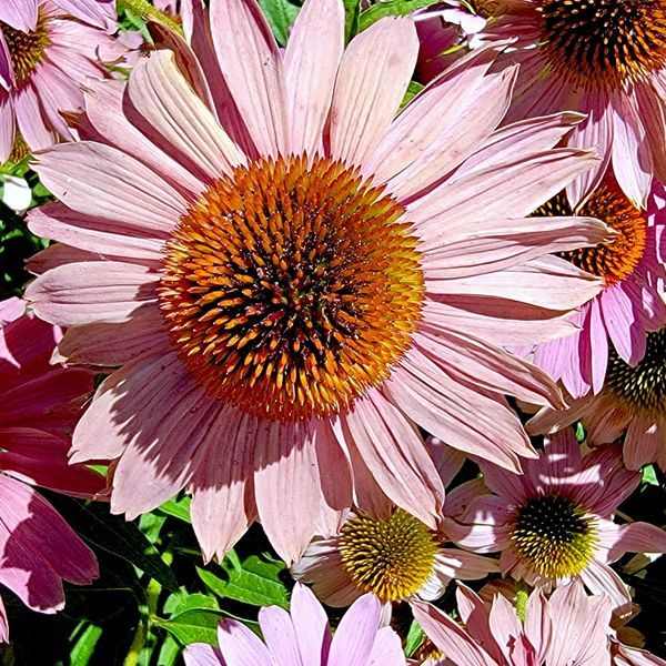 Flowers & Plant Life