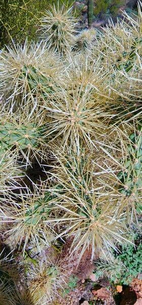 Prickles Up Close Photography Art | InYourBackyard
