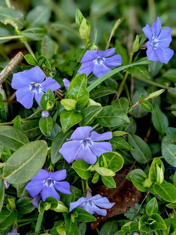 Periwinkle Photography Art | InYourBackyard