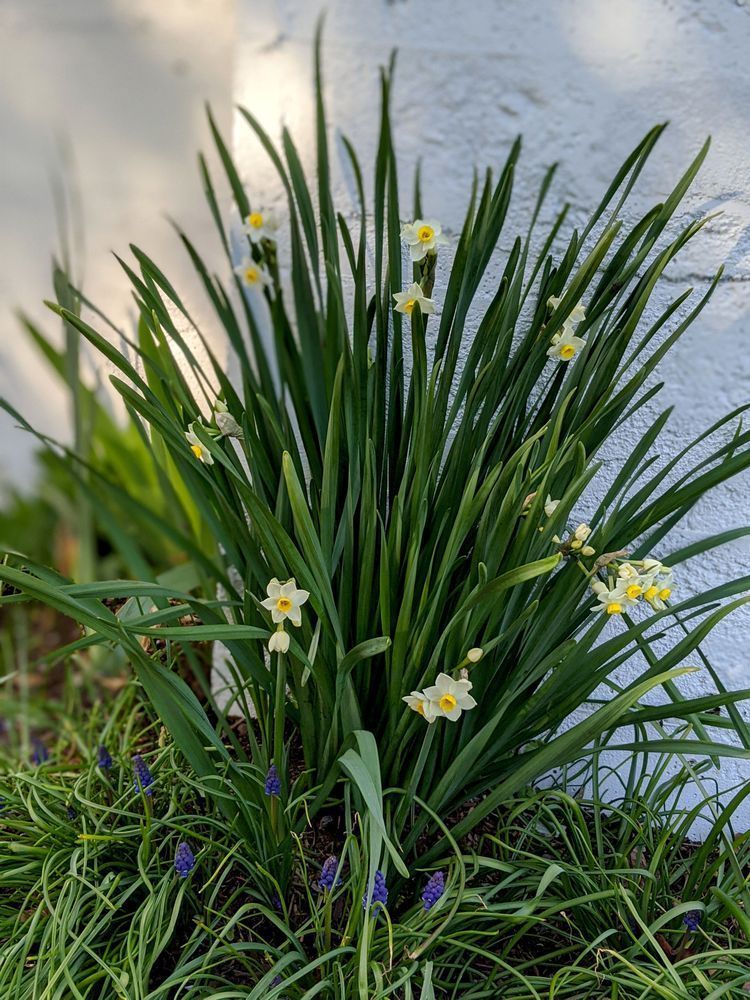 Paperwhite Daffodils Photography Art | InYourBackyard