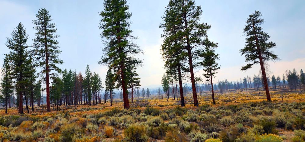 Ponderosa Pines Central Oregon Photography Art | InYourBackyard