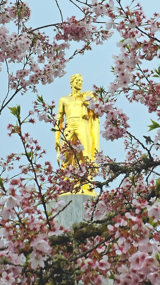 Pioneer Gold Man Surrounded By Cherry Blossoms Photography Art | InYourBackyard