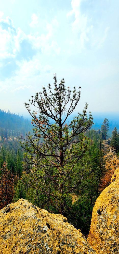Pine Tree Forest Central Oregon Photography Art | InYourBackyard