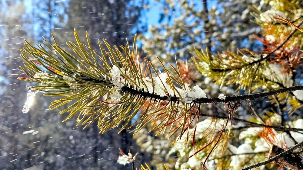 Pine Branch Snow Drops Photography Art | InYourBackyard
