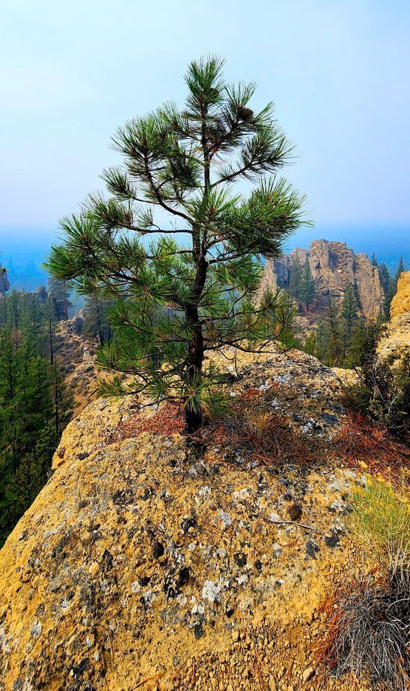 Pine Growing Out Of Rock Central Oregon Photography Art | InYourBackyard
