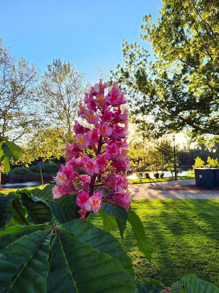Pink Flowered Red Horse Chestnut Tree Photography Art | InYourBackyard