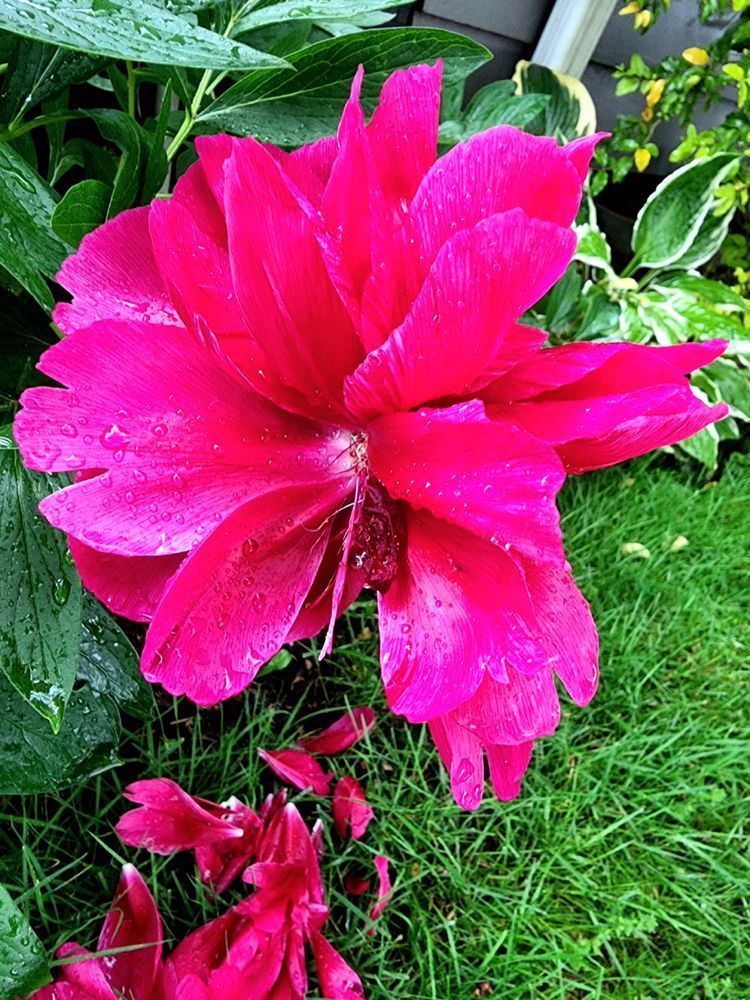 Pink Peoni Photography Art | InYourBackyard