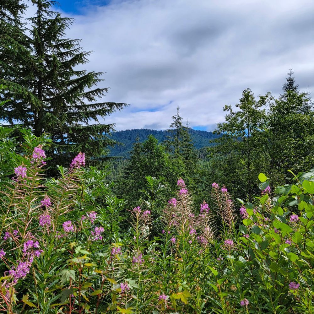 Pink Flora In The Forest Photography Art | InYourBackyard