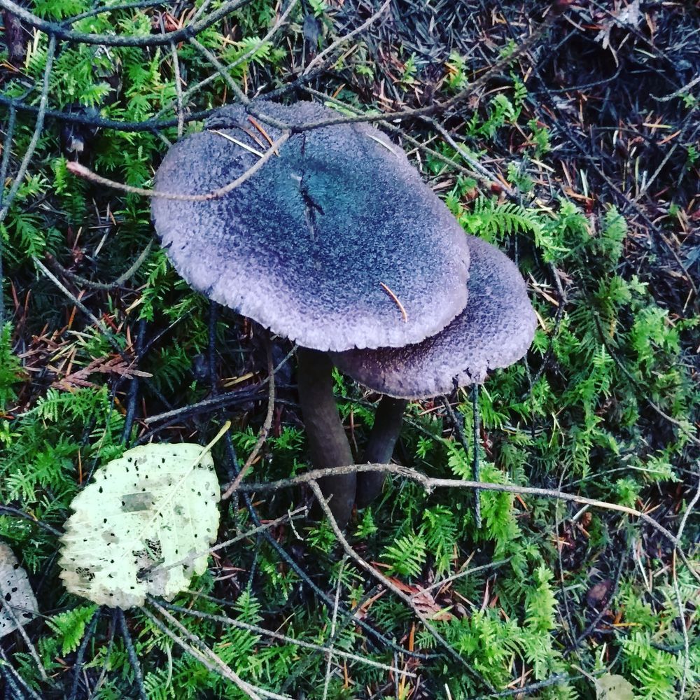 Violet Webcap Photography Art | InYourBackyard