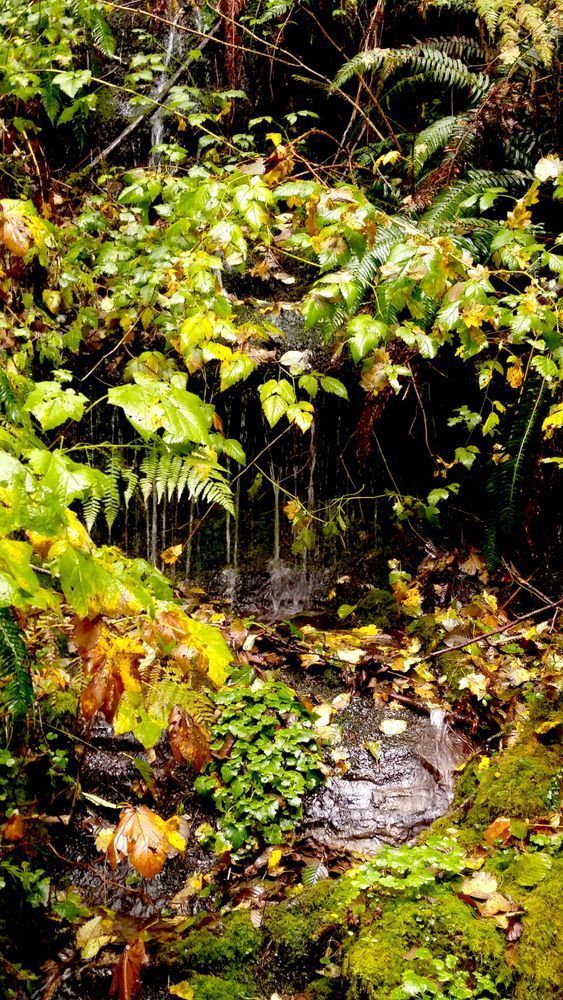 Wet Greenery Photography Art | InYourBackyard