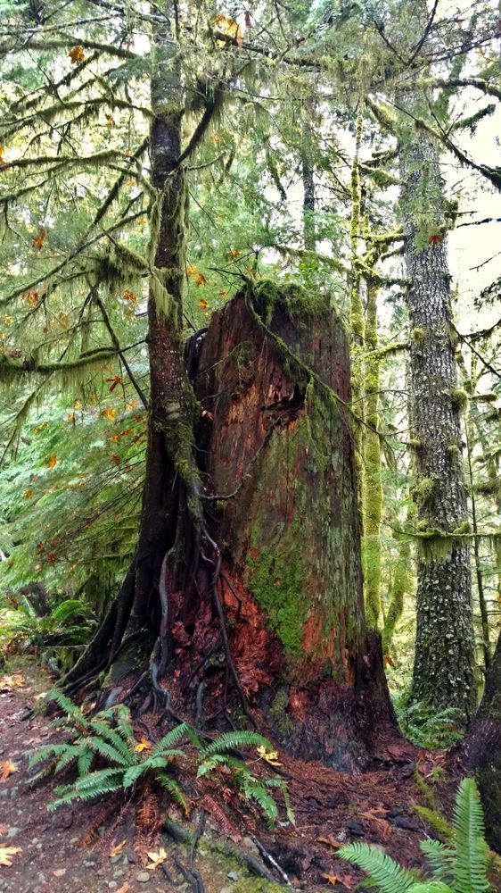 Weathered Nurse Log Photography Art | InYourBackyard