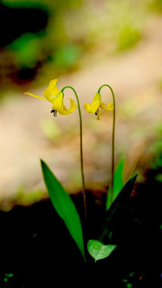 Glacier Lillies Wallowa Whitman National Forest Photography Art | InYourBackyard