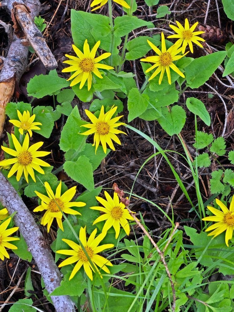 Wallowa Whitman National Forest Wild Yellow Flowers Amongst Ground Cover Photography Art | InYourBackyard