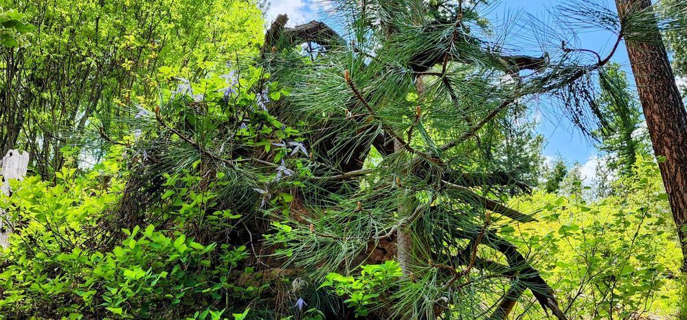 Forest Greenery In The Wallowa Whitman National Forest Photography Art | InYourBackyard