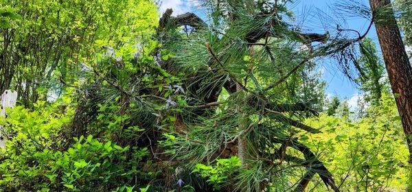 Forest Greenery In The Wallowa Whitman National Forest Photography Art | InYourBackyard