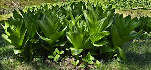 Bunch Of False Hellebore Photography Art | InYourBackyard
