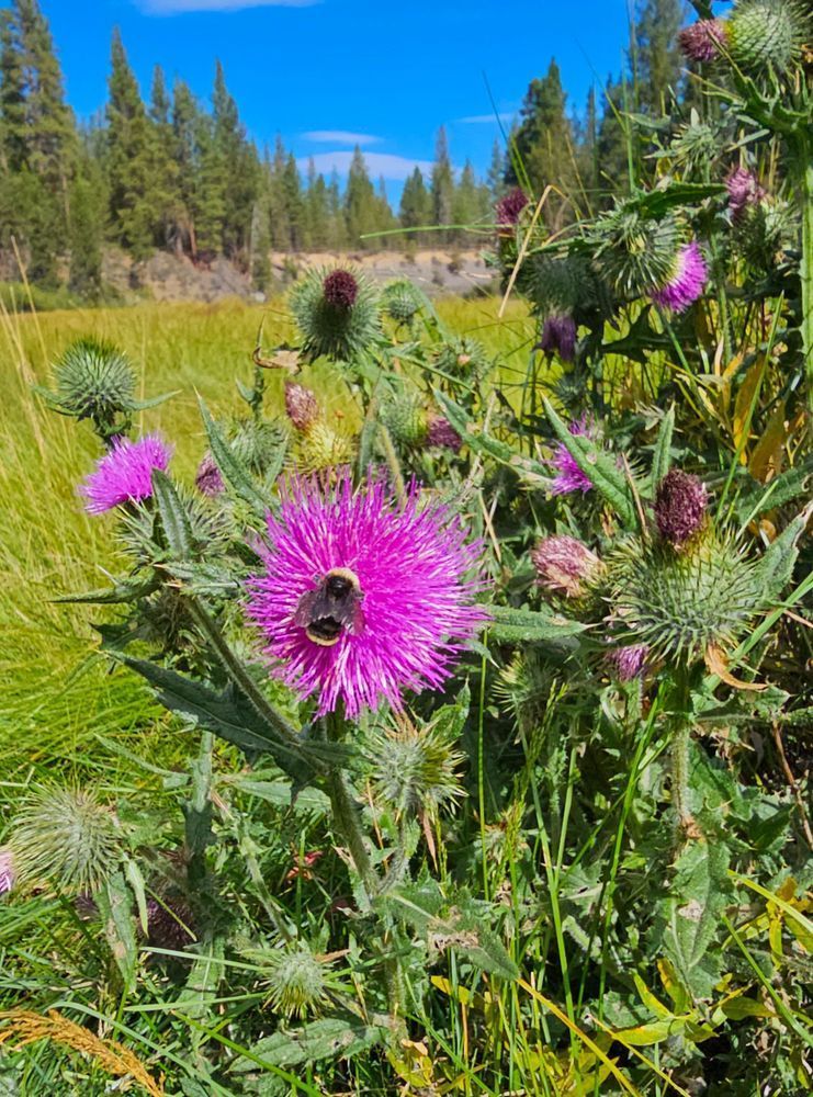 Forest Bee Endulging Photography Art | InYourBackyard