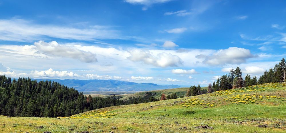 Wallowa Whitman National Forest Hillside View Photography Art | InYourBackyard
