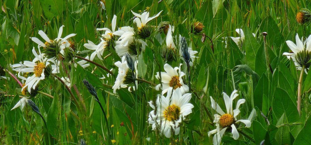 Wallowa Whitman National Forest White Wild Flowers Photography Art | InYourBackyard