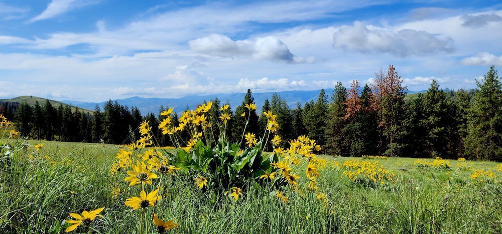 Wallowa Whitman National Forest Boquet Landscape Photography Art | InYourBackyard