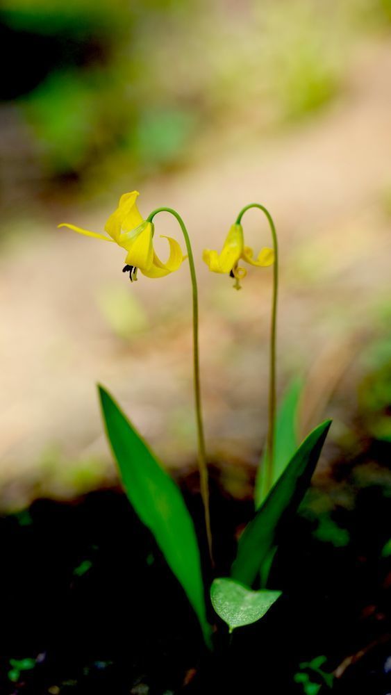 Wallowa Whitman National Forest Glacier Lillies2 Photography Art | InYourBackyard