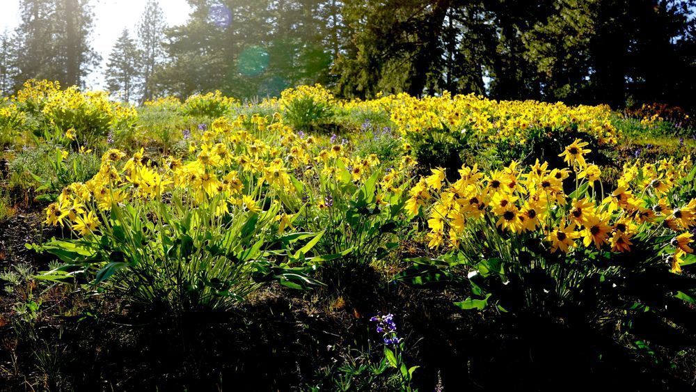 Wallowa Whitman National Forest Flowers For Miles Photography Art | InYourBackyard