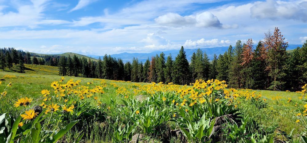 Wallowa Whitman National Forest Floral View Photography Art | InYourBackyard
