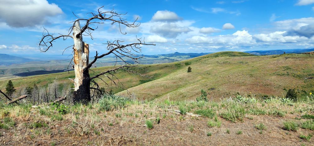 Wallowa Whitman National Forest Dead Tree Hillside Photography Art | InYourBackyard
